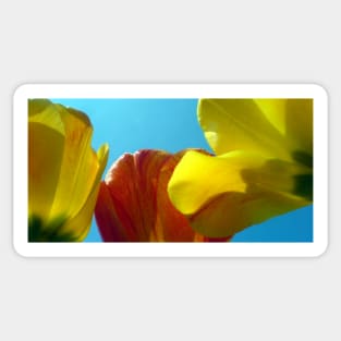 Yellow and Orange Tulips from Below Sticker